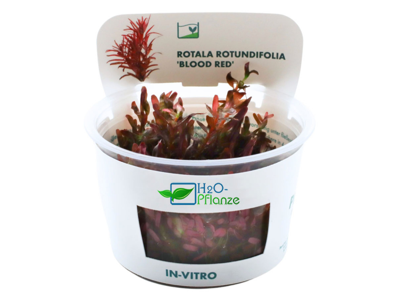 Rotala rotundifolia Blood Red - Blutrote Rotala